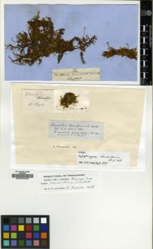 Type specimen at Edinburgh (E). Mossman, Samuel: 32. Barcode: E00002434.