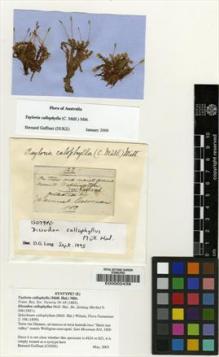 Type specimen at Edinburgh (E). Mossman, Samuel: 123. Barcode: E00002438.