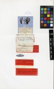Type specimen at Edinburgh (E). Mossman, Samuel: 43. Barcode: E00002444.