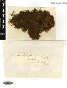 Type specimen at Edinburgh (E). Balfour, Isaac: . Barcode: E00002448.