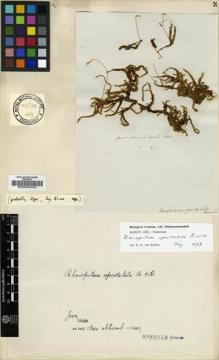 Type specimen at Edinburgh (E). von Blume, Carl: . Barcode: E00002450.