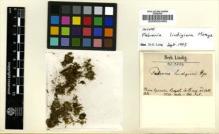 Type specimen at Edinburgh (E). Lindig, A.: 2084. Barcode: E00002460.