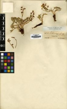 Type specimen at Edinburgh (E). Kotschy, Carl (Karl): 213. Barcode: E00002474.