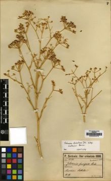Type specimen at Edinburgh (E). Sintenis, Paul: 1330. Barcode: E00002475.