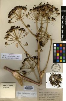 Type specimen at Edinburgh (E). Davis, Peter; Dodds, J.; Çetik, R.: 20095. Barcode: E00002492.