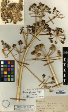 Type specimen at Edinburgh (E). Haines, Richard: 2008. Barcode: E00002495.