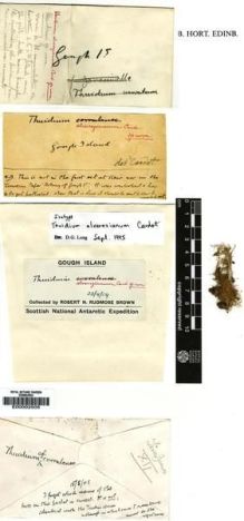 Type specimen at Edinburgh (E). Brown, Robert: . Barcode: E00002505.