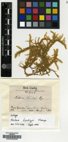 Type specimen at Edinburgh (E). Lindig, A.: 2046. Barcode: E00002506.