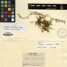 Type specimen at Edinburgh (E). Lindig, A.: 2099. Barcode: E00002507.