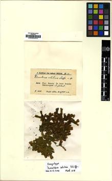 Type specimen at Edinburgh (E). Schiffner, Victor: 27. Barcode: E00002510.