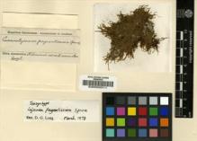 Type specimen at Edinburgh (E). Spruce, Richard: . Barcode: E00002511.