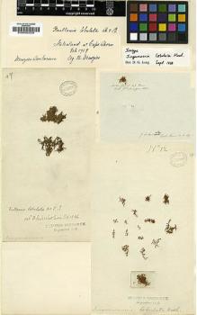 Type specimen at Edinburgh (E). Menzies, Archibald: . Barcode: E00002539.