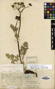 Type specimen at Edinburgh (E). Forrest, George: 2250. Barcode: E00002546.