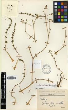 Type specimen at Edinburgh (E). Quezel, P.; Contandriopoulos, J.; Pamukçuoglu, Adil: . Barcode: E00002557.