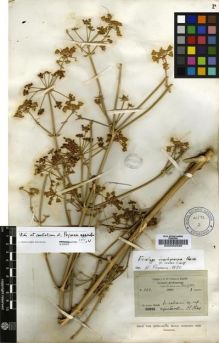 Type specimen at Edinburgh (E). Forsyth-Major, Charles; Barbey, William: 888. Barcode: E00002558.