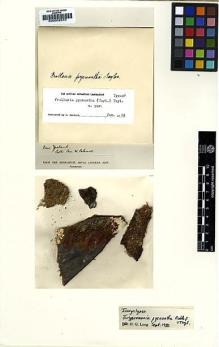 Type specimen at Edinburgh (E). Colenso, William: . Barcode: E00002570.