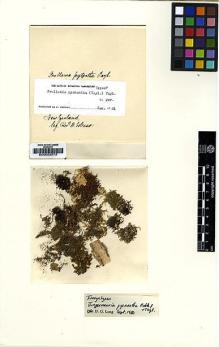 Type specimen at Edinburgh (E). Colenso, William: . Barcode: E00002572.