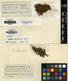 Type specimen at Edinburgh (E). Spruce, Richard: . Barcode: E00002590.