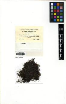 Type specimen at Edinburgh (E). Hagen, J.: 997. Barcode: E00002592.