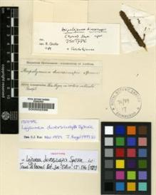 Type specimen at Edinburgh (E). Spruce, Richard: . Barcode: E00002599.