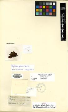 Type specimen at Edinburgh (E). Spruce, Richard: . Barcode: E00002600.
