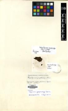 Type specimen at Edinburgh (E). Spruce, Richard: . Barcode: E00002601.