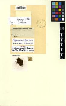 Type specimen at Edinburgh (E). Spruce, Richard: . Barcode: E00002603.