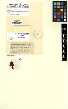 Type specimen at Edinburgh (E). Spruce, Richard: . Barcode: E00002604.
