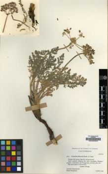 Type specimen at Edinburgh (E). Constance, Lincoln; Bacigalupi, Rimo: 3672. Barcode: E00002629.