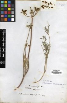 Type specimen at Edinburgh (E). Officers. W.J. Hooker and G.A. Walker-Arnott, Botany of Captain Beechey's Voyage.: . Barcode: E00002631.