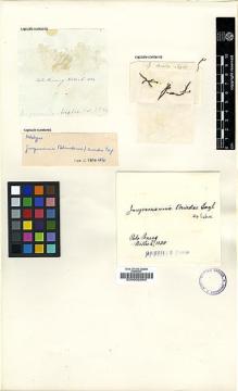 Type specimen at Edinburgh (E). Wallich, Nathaniel: . Barcode: E00002640.