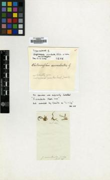 Type specimen at Edinburgh (E). : . Barcode: E00002641.