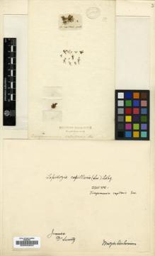 Type specimen at Edinburgh (E). Swartz, Olof: . Barcode: E00002642.