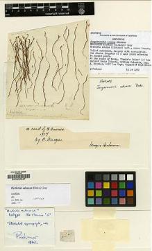 Type specimen at Edinburgh (E). Menzies, Archibald: . Barcode: E00002647.