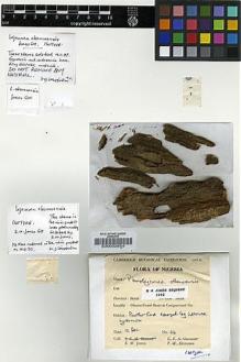 Type specimen at Edinburgh (E). Jones, Eustace: 64. Barcode: E00002654.