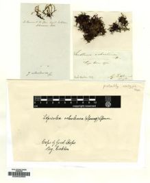 Type specimen at Edinburgh (E). Ecklon, Christian: . Barcode: E00002660.