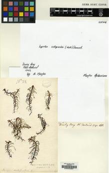 Type specimen at Edinburgh (E). Menzies, Archibald: . Barcode: E00002661.