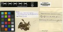 Type specimen at Edinburgh (E). Spruce, Richard: . Barcode: E00002662.