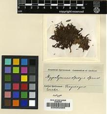 Type specimen at Edinburgh (E). Spruce, Richard: . Barcode: E00002665.