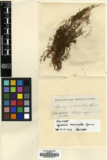 Type specimen at Edinburgh (E). Spruce, Richard: . Barcode: E00002675.