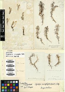 Type specimen at Edinburgh (E). Menzies, Archibald: 31. Barcode: E00002676.