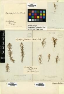 Type specimen at Edinburgh (E). Menzies, Archibald: . Barcode: E00002682.