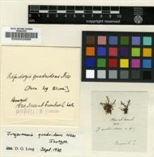 Type specimen at Edinburgh (E). von Blume, Carl: . Barcode: E00002686.