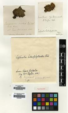 Type specimen at Edinburgh (E). Drummond, James: . Barcode: E00002696.