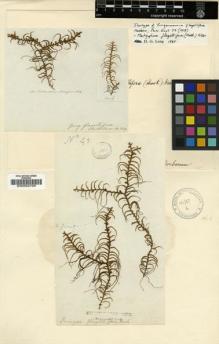 Type specimen at Edinburgh (E). Menzies, Archibald: . Barcode: E00002709.