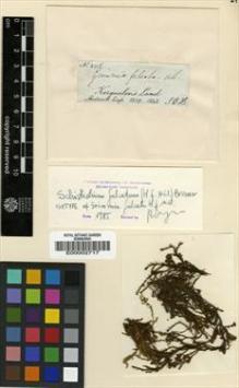 Type specimen at Edinburgh (E). Hooker, Joseph: 245. Barcode: E00002717.