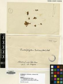 Type specimen at Edinburgh (E). Menzies, Archibald: 147. Barcode: E00002722.