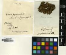 Type specimen at Edinburgh (E). Raddi, Giuseppe: . Barcode: E00002724.