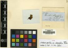 Type specimen at Edinburgh (E). Hooker, Joseph: 380. Barcode: E00002726.