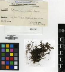 Type specimen at Edinburgh (E). Herzog, T.: 3372. Barcode: E00002730.
